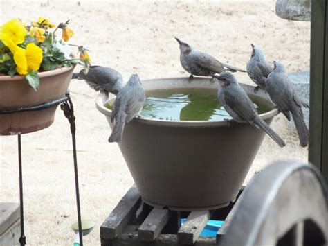 庭 鳥|バードフィーダーを庭に置いて野鳥観察！ 野鳥の好。